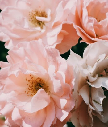 Unsplash ID 6Xz7oFdVXsg