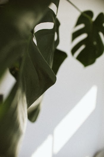 Unsplash ID 72GQ6dN_ubY
