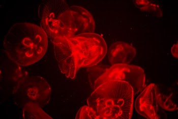 Unsplash ID 7K5_fDoGvvc