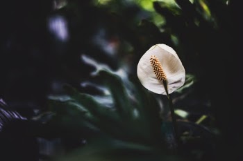 Unsplash ID 7kY7pjxfECA