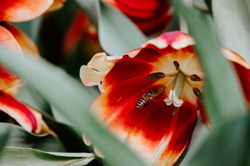 Unsplash ID 7Oc33M8vs0s