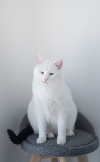 Unsplash ID 7RjuH1Vk2Cg