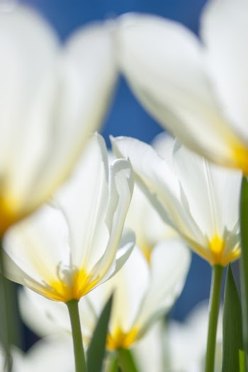 Unsplash ID 8-0Qv5D0X2A