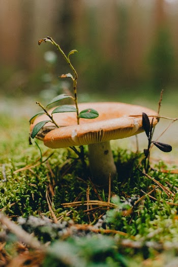 Unsplash ID 8DCaf6WWpuU