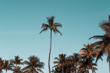 Unsplash ID 8diMGsnntJE