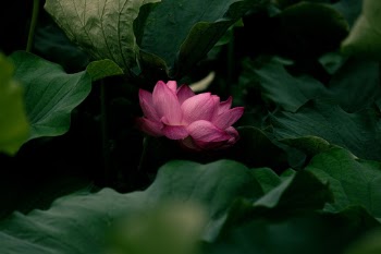 Unsplash ID 8dSv2AyYM0U