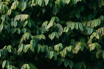Unsplash ID 8Id1vYJ0EGA