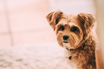 Unsplash ID 8Ja70K5VvoI