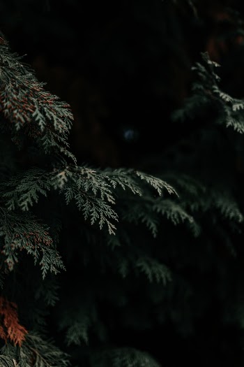 Unsplash ID 8JMZVxSi15Y