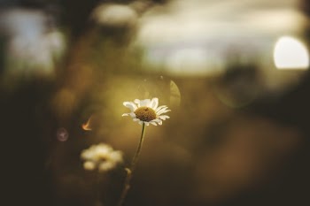 Unsplash ID 8MD_TrUkzbU