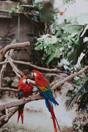 Unsplash ID 8uPIlOAPswM