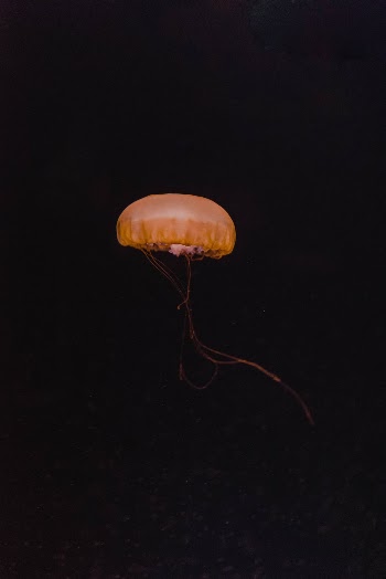 Unsplash ID 8w40mk2JDjY
