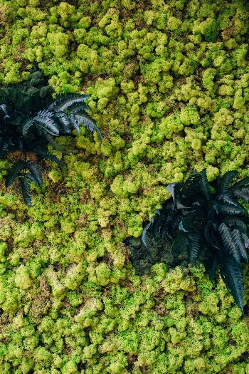 Unsplash ID 8zqwvxx7jVo