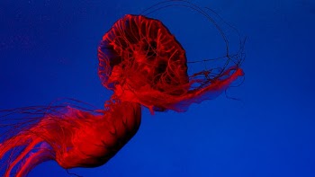 Unsplash ID 8zZf1FEaiSA