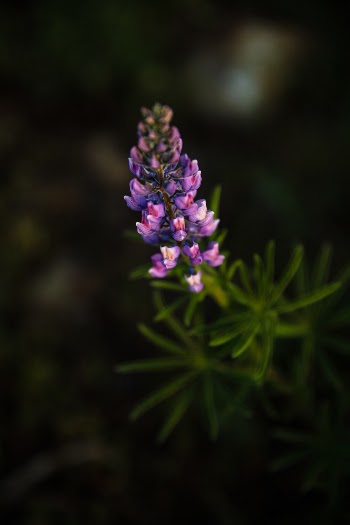 Unsplash ID 94DTUfKqAr0