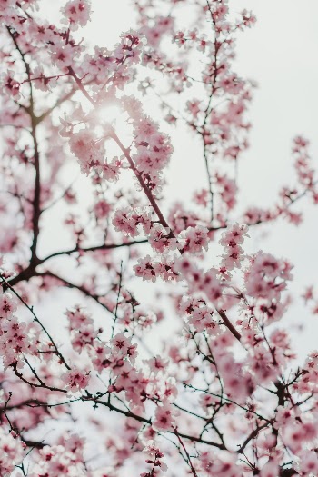 Unsplash ID -96qBKyFefQ