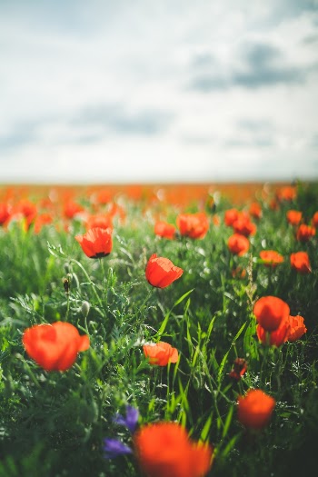 Unsplash ID 9bn3OmplMVg
