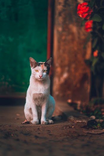 Unsplash ID 9FNVIyc4e4A