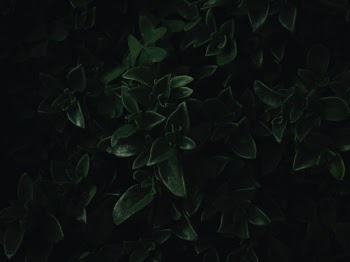 Unsplash ID 9pZztfSwTg8