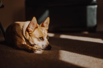 Unsplash ID 9XflZ4fpa0w