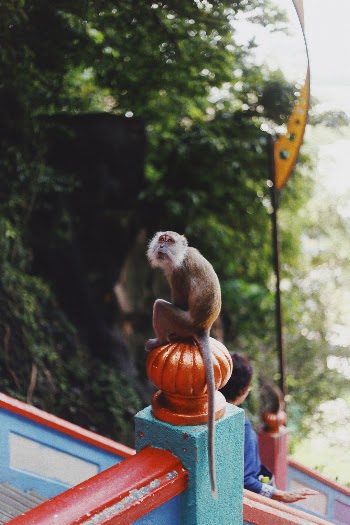 Unsplash ID a-hMU80kmLk