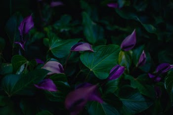 Unsplash ID ae8FYCmNpVo