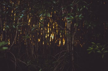 Unsplash ID af532zkScZA