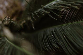 Unsplash ID Ahw1d-62Rq8