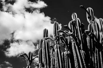 Unsplash ID ajkqofd131g