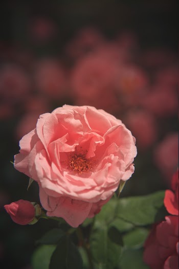 Unsplash ID AKQ1iZcltw0