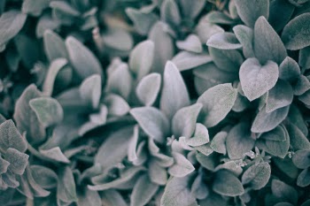 Unsplash ID alNwM1UuNoo