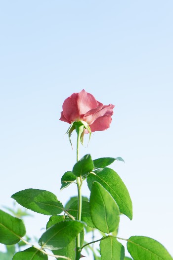 Unsplash ID AN3WQruP40g