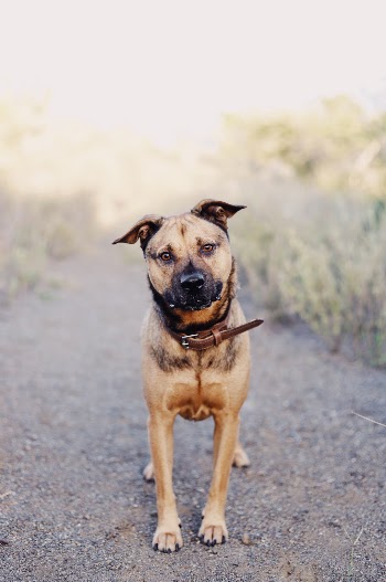 Unsplash ID aoJcYuInJ8U