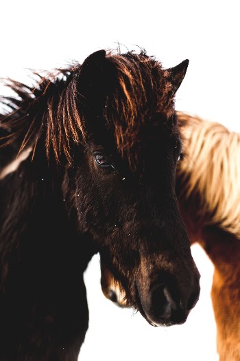 Unsplash ID APN42hUt3c8