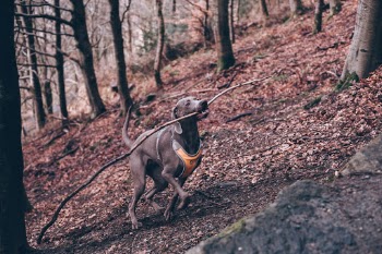 Unsplash ID aQxPfvnYx6E