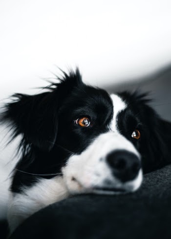 Unsplash ID aSGwpSq2lVI