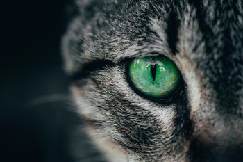 Unsplash ID auK19KSCKM8