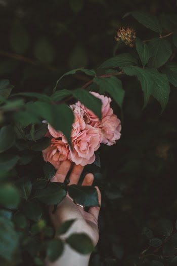 Unsplash ID aVLKQY78kRY