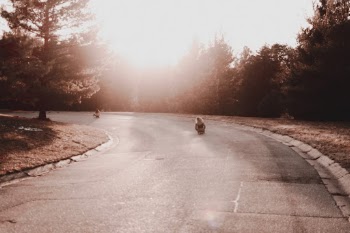 Unsplash ID AxEY1mFTozo