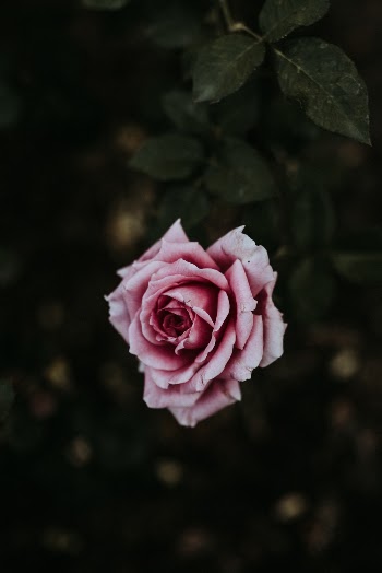 Unsplash ID BcD1vwoiaVo