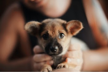 Unsplash ID BEPl8qLlT8E