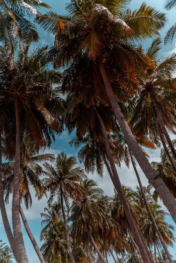 Unsplash ID bfwA-BcD2L8