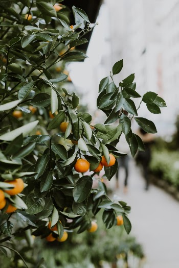 Unsplash ID -bi0Rm6XM14