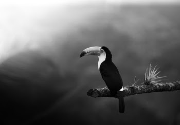Unsplash ID biHCJxTeo9k