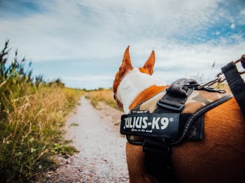 Unsplash ID bIinCsJqCq4