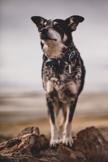 Unsplash ID BK0FjogYpoY