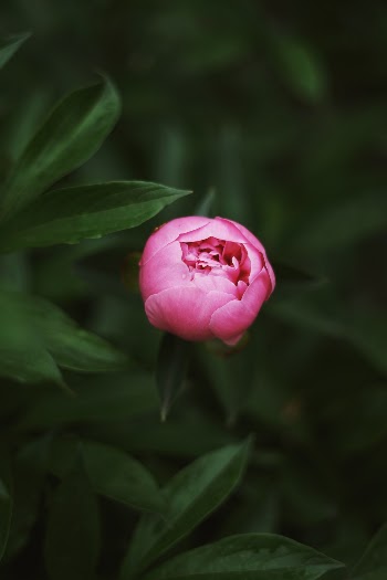 Unsplash ID BkR842UVXqk