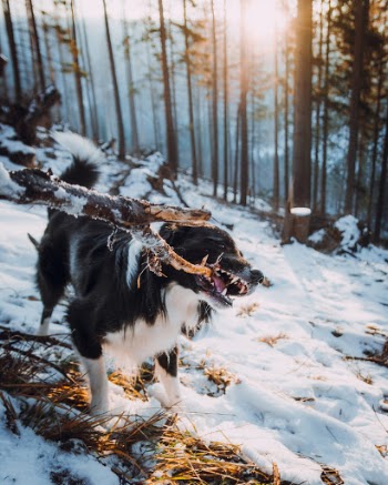 Unsplash ID bLQFCJDImnc