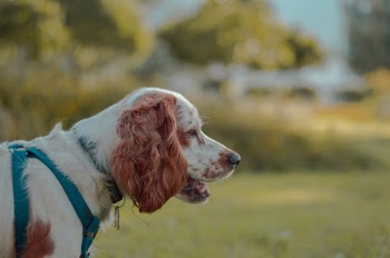 Unsplash ID boEQuTkobH0