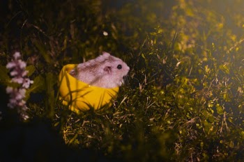 Unsplash ID BPHUaMvPNvA